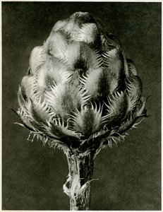 Centaurea Grecesina. 1929 (fotogravyr)